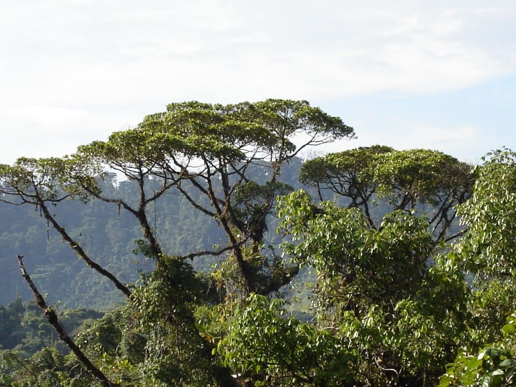 Rainforest Canopy Survey Finds Hidden Diversity Above Ground dense green rainforest canopy seen from above