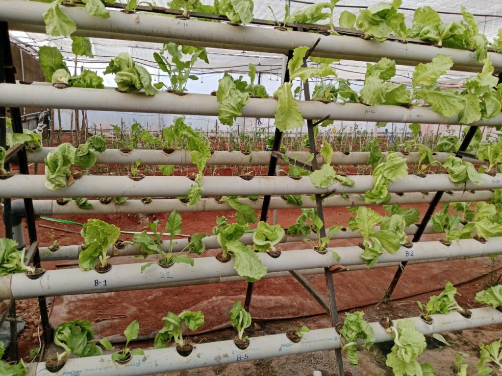 Vertical Farming’s Economics Finally Face Daylight Rows of green plants growing under lights in a vertical hydroponic farm